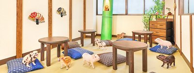 🐷 마이피그 카페 교토점 (mipig cafe Kyoto)